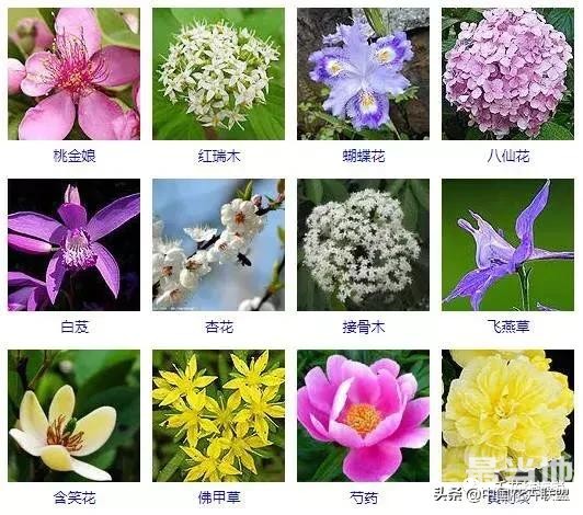 500种观花植物大全，以后养花就从这里面挑！-6.jpg