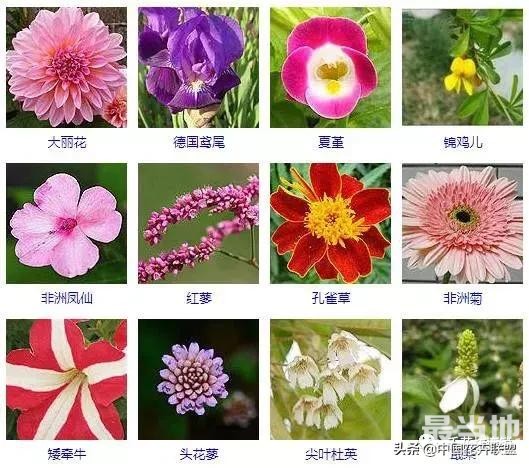 500种观花植物大全，以后养花就从这里面挑！-9.jpg
