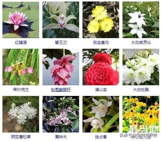 500种观花植物大全，以后养花就从这里面挑！-16.jpg