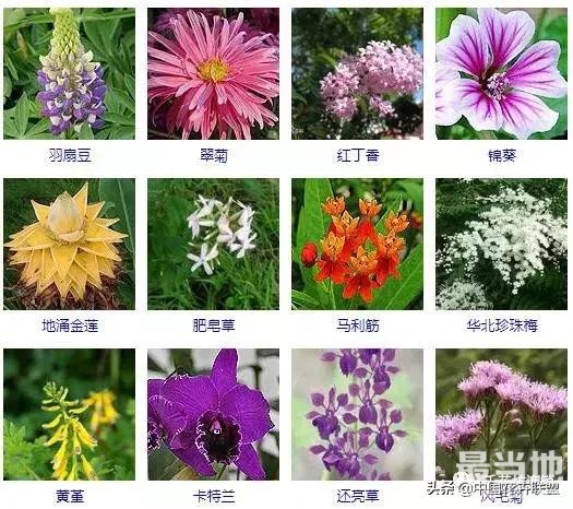500种观花植物大全，以后养花就从这里面挑！-14.jpg
