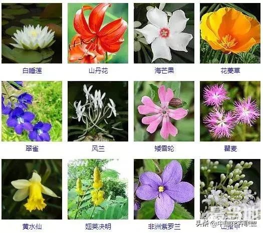 500种观花植物大全，以后养花就从这里面挑！-13.jpg
