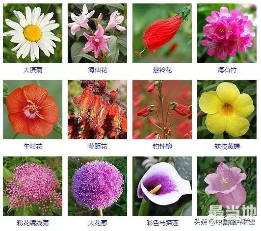 500种观花植物大全，以后养花就从这里面挑！-12.jpg