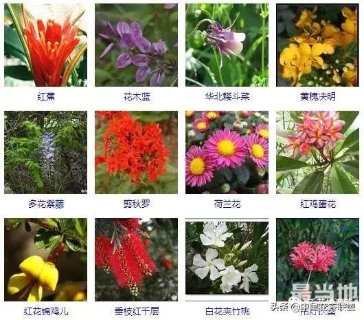 500种观花植物大全，以后养花就从这里面挑！-15.jpg
