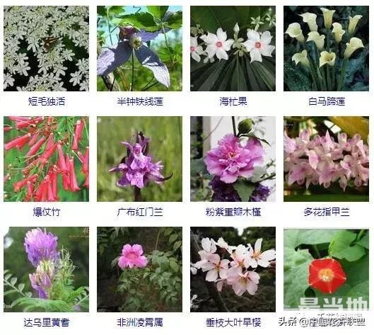 500种观花植物大全，以后养花就从这里面挑！-17.jpg