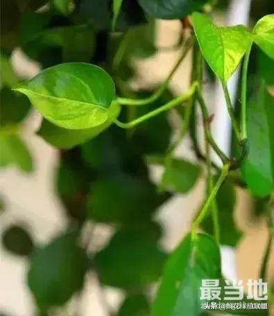 多肉、鲜花、绿植……50种常见植物浇水方法-5.jpg