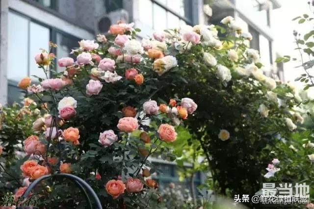 多肉、鲜花、绿植……50种常见植物浇水方法-3.jpg