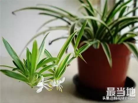 多肉、鲜花、绿植……50种常见植物浇水方法-8.jpg