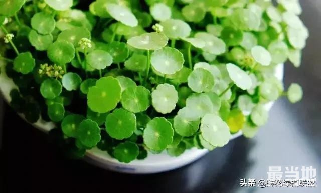 多肉、鲜花、绿植……50种常见植物浇水方法-9.jpg