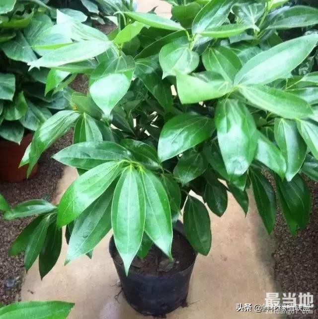 多肉、鲜花、绿植……50种常见植物浇水方法-22.jpg