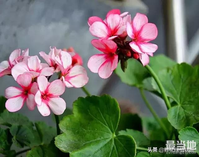 多肉、鲜花、绿植……50种常见植物浇水方法-27.jpg