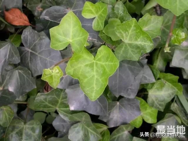 多肉、鲜花、绿植……50种常见植物浇水方法-25.jpg