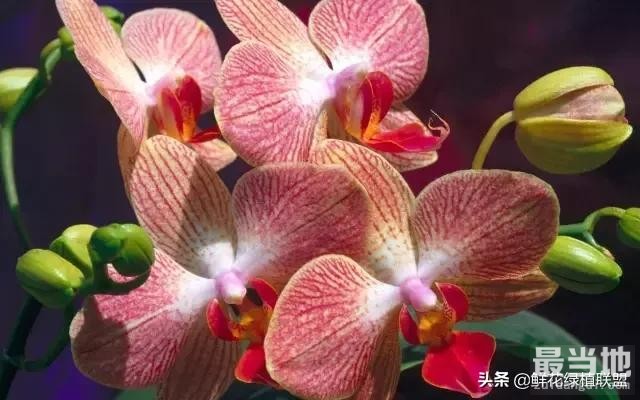多肉、鲜花、绿植……50种常见植物浇水方法-24.jpg