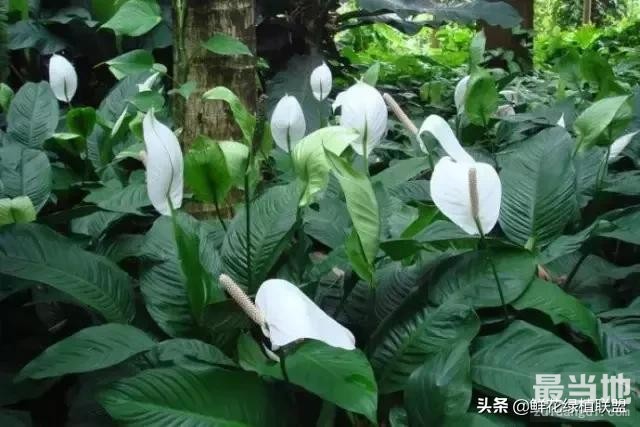 多肉、鲜花、绿植……50种常见植物浇水方法-23.jpg