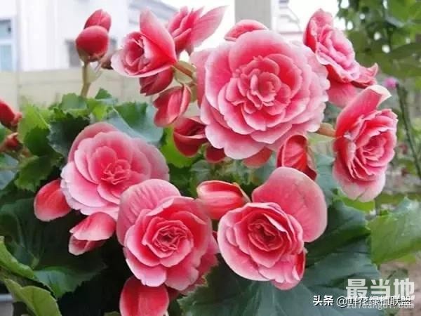 多肉、鲜花、绿植……50种常见植物浇水方法-17.jpg