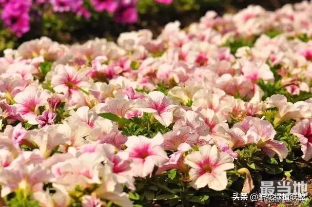 多肉、鲜花、绿植……50种常见植物浇水方法-37.jpg