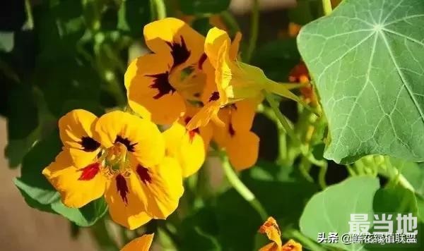 多肉、鲜花、绿植……50种常见植物浇水方法-47.jpg