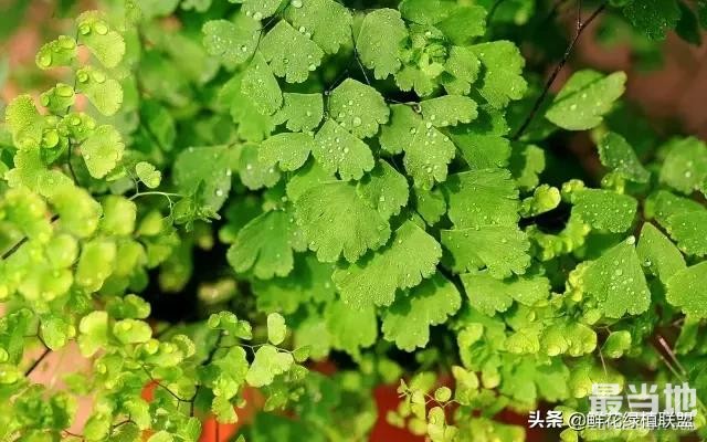 多肉、鲜花、绿植……50种常见植物浇水方法-43.jpg
