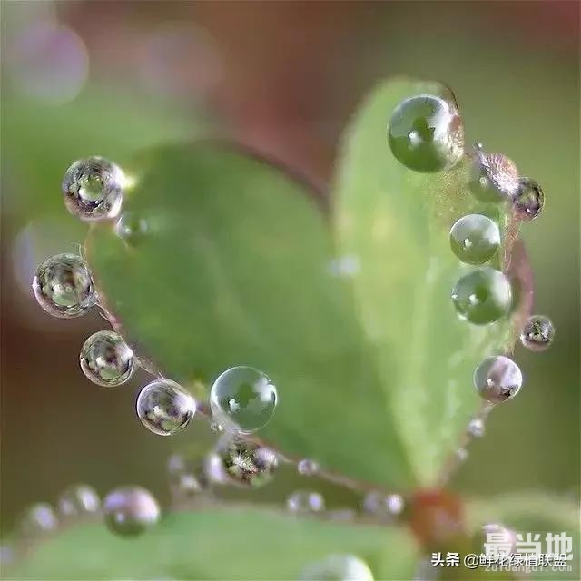 植物严重缺水时千万别浇水！！-6.jpg
