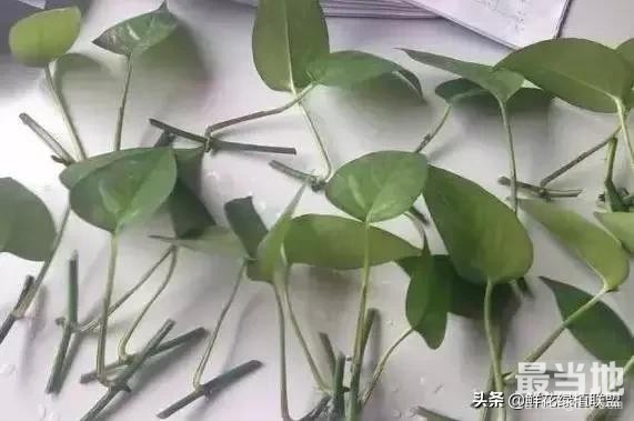 春天绿萝这样扦插，1个月就能爆盆！-4.jpg