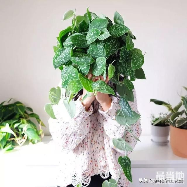 春天绿萝这样扦插，1个月就能爆盆！-1.jpg