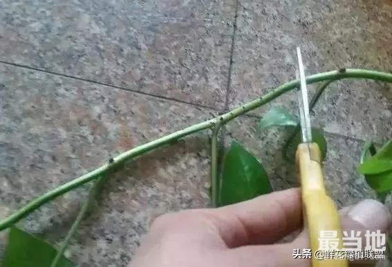 春天绿萝这样扦插，1个月就能爆盆！-3.jpg