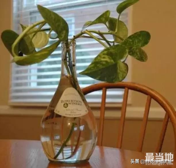 春天绿萝这样扦插，1个月就能爆盆！-8.jpg