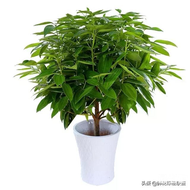 献给那些喜欢养花，却总是把花养死的人 (收藏版)-1.jpg