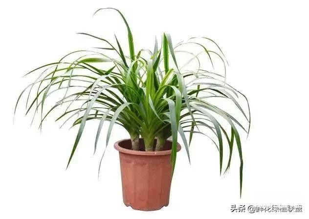 献给那些喜欢养花，却总是把花养死的人 (收藏版)-5.jpg