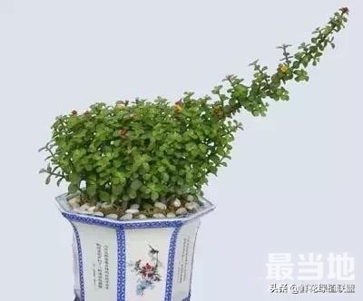 献给那些喜欢养花，却总是把花养死的人 (收藏版)-13.jpg