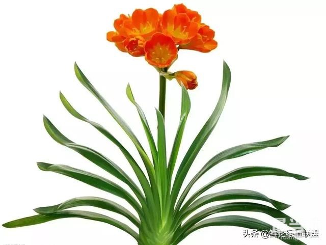 献给那些喜欢养花，却总是把花养死的人 (收藏版)-4.jpg