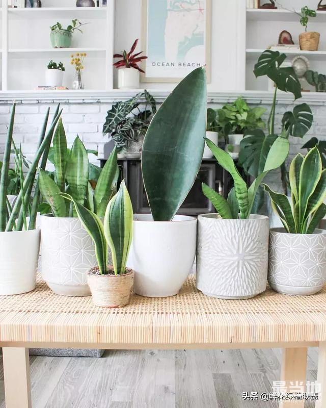 献给那些喜欢养花，却总是把花养死的人 (收藏版)-12.jpg