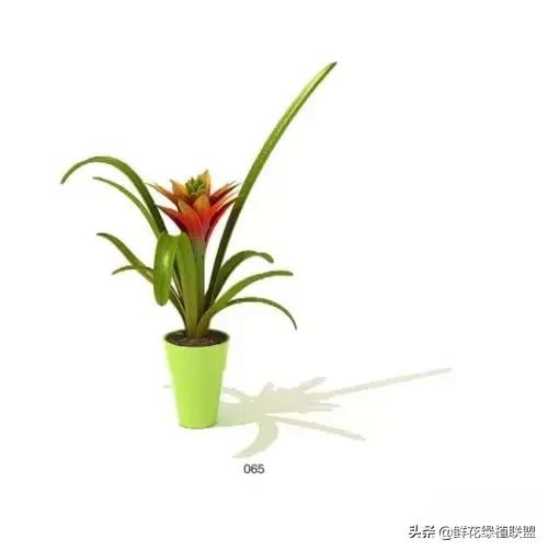 献给那些喜欢养花，却总是把花养死的人 (收藏版)-7.jpg