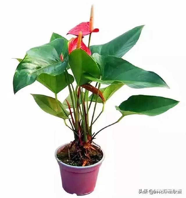 献给那些喜欢养花，却总是把花养死的人 (收藏版)-6.jpg