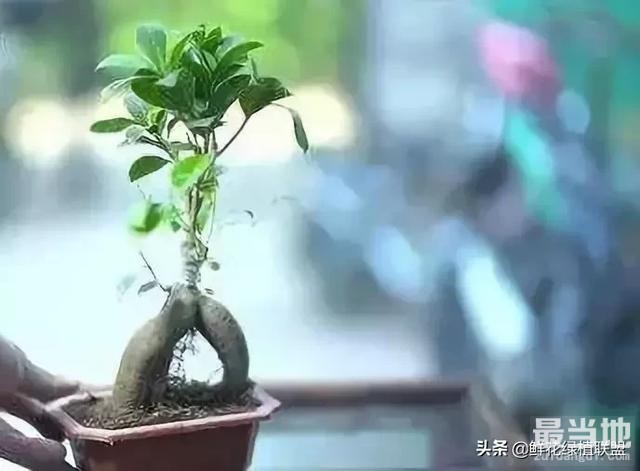 献给那些喜欢养花，却总是把花养死的人 (收藏版)-2.jpg