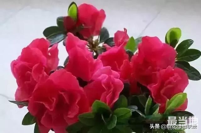 献给那些喜欢养花，却总是把花养死的人 (收藏版)-9.jpg