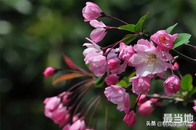 献给那些喜欢养花，却总是把花养死的人 (收藏版)-10.jpg