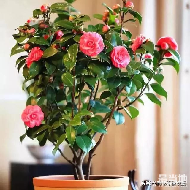 献给那些喜欢养花，却总是把花养死的人 (收藏版)-3.jpg