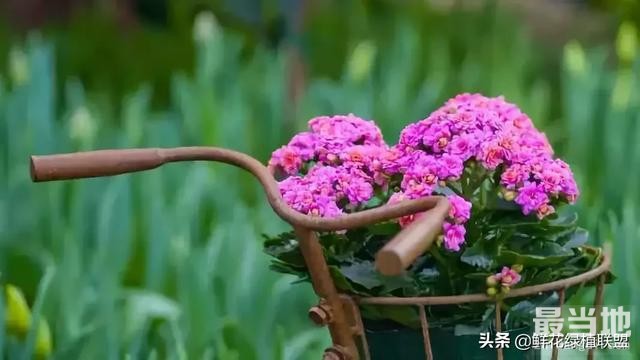 献给那些喜欢养花，却总是把花养死的人 (收藏版)-11.jpg