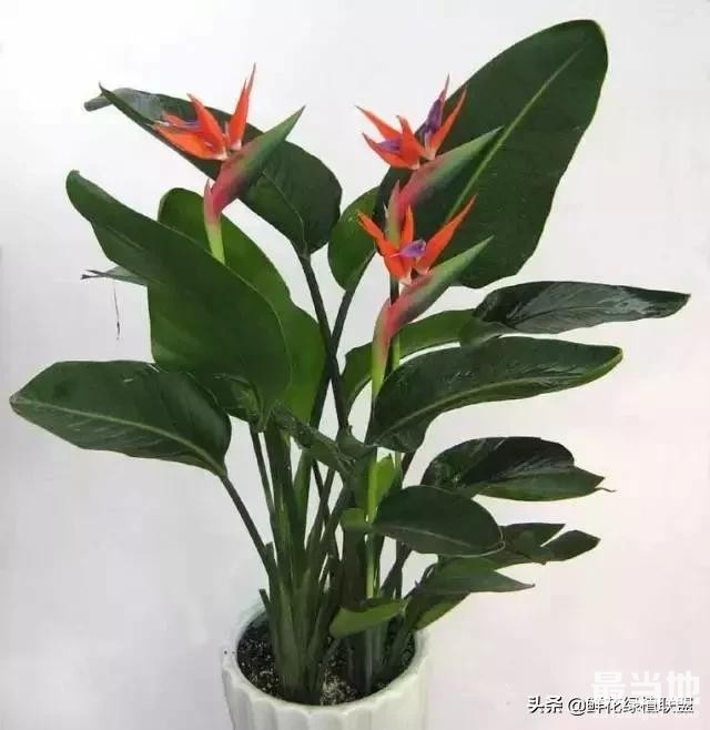 献给那些喜欢养花，却总是把花养死的人 (收藏版)-21.jpg