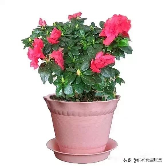 献给那些喜欢养花，却总是把花养死的人 (收藏版)-17.jpg