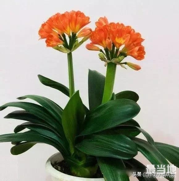 献给那些喜欢养花，却总是把花养死的人 (收藏版)-18.jpg