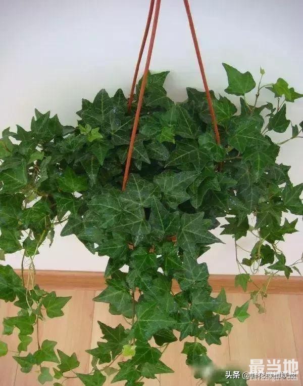 献给那些喜欢养花，却总是把花养死的人 (收藏版)-26.jpg