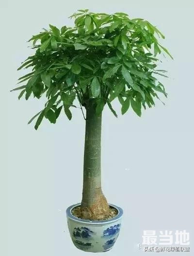 献给那些喜欢养花，却总是把花养死的人 (收藏版)-14.jpg