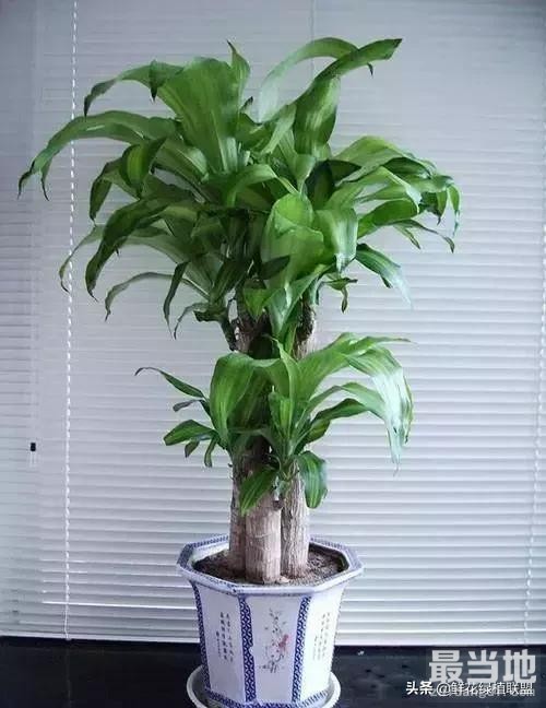 献给那些喜欢养花，却总是把花养死的人 (收藏版)-25.jpg