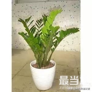 献给那些喜欢养花，却总是把花养死的人 (收藏版)-15.jpg