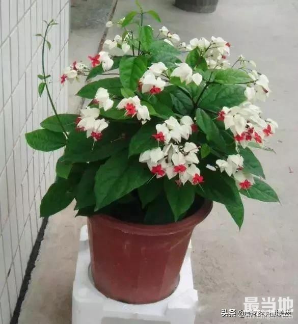 献给那些喜欢养花，却总是把花养死的人 (收藏版)-22.jpg