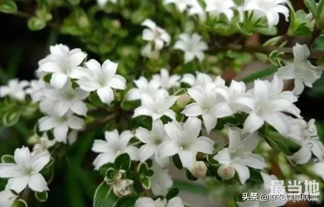 献给那些喜欢养花，却总是把花养死的人 (收藏版)-23.jpg