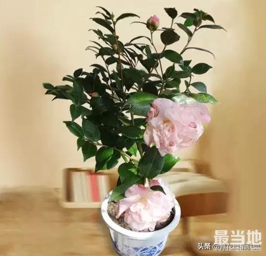 献给那些喜欢养花，却总是把花养死的人 (收藏版)-19.jpg