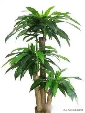 献给那些喜欢养花，却总是把花养死的人 (收藏版)-16.jpg