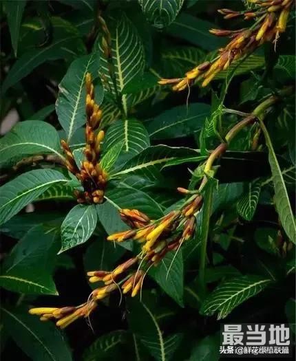 献给那些喜欢养花，却总是把花养死的人 (收藏版)-24.jpg